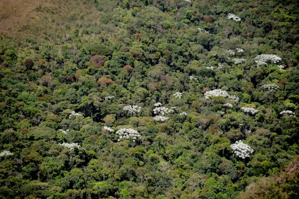 Minas Gerais registra queda de 57% no desmatamento da Mata Atlântica