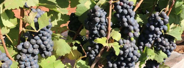 Estado detalha novo tratamento tributário para o setor de vinhos em reunião 
