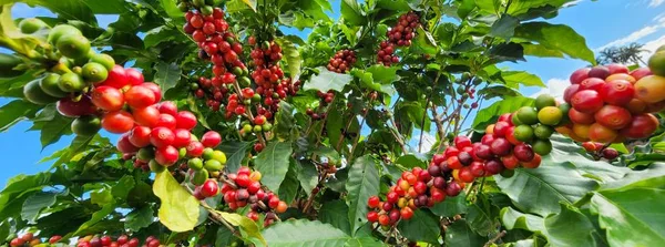 Valor Bruto da Produção agropecuária mineira deve alcançar recorde de R$ 127,1 bilhões em 2024