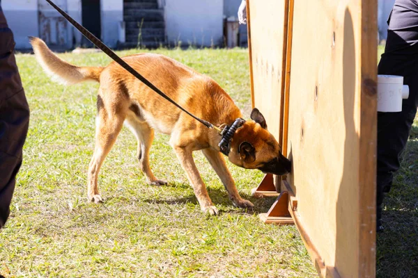 Cães farejadores da Polícia Penal aumentam a eficácia de operações contra as drogas em Minas