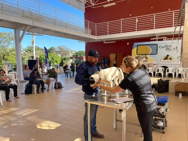 Mutirão de castração de cães e gatos esteriliza 150 animais em Belo Horizonte