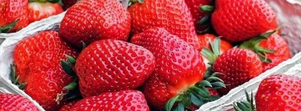 Safra de morango chega com atraso, mas boa qualidade em Minas