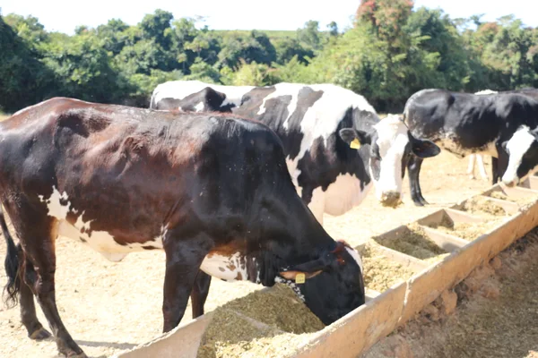 Pesquisadoras da Epamig orientam sobre suplementação alimentar para bovinos