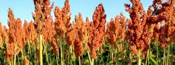 Comunidades do semiárido mineiro vão produzir farinha de sorgo para alimentação humana