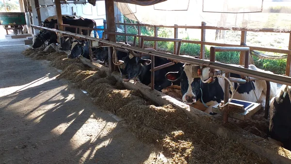 Criadores têm até dia 31/7 para vacinarem bezerras em Minas Gerais