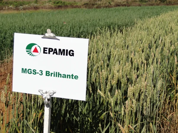 Lassance recebe dia de campo sobre cultivar de trigo MGS3 Brilhante