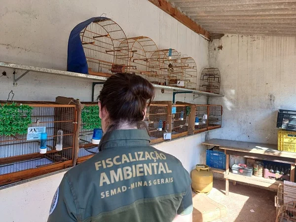 Operações identificam cativeiros irregulares e apreendem mais de cem aves na Zona da Mata e Triângulo