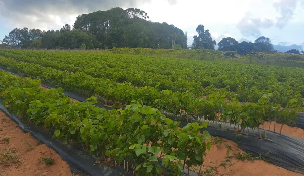 São João del-Rei recebe Dia de Campo em Fruticultura
