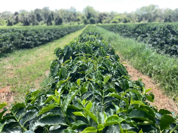 Capacitação gratuita em cafeicultura regenerativa oferecida pelo BDMG tem início com mais de mil inscritos de todo o estado