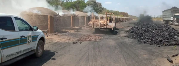 Fiscalização coíbe exploração ilegal de recursos florestais no Noroeste de Minas