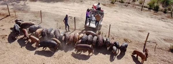 Sistema Siscal é modelo sustentável de criação de suínos