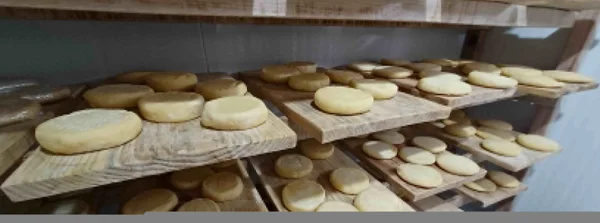 Queijo Artesanal de Minas: Instituto Mineiro de Agropecuária concede primeiro Selo Arte estadual