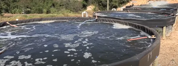 Piscicultores investem na criação de tilápias com tanques suspensos no Centro-Oeste de Minas