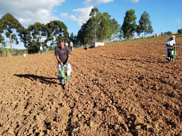 Implantação de unidades demonstrativas visa expandir o cultivo de arroz em áreas de sequeiro na Zona da Mata