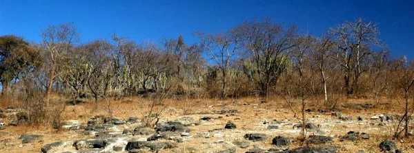 Minas Gerais encerra 2024 com redução de 66% no desmatamento do Cerrado