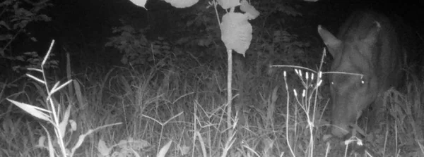 Ações realizadas pelo IEF proporcionam retorno de importante espécie da fauna silvestre no Monumento Natural Lapa Nova de Vazante