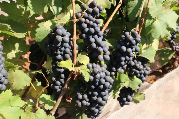 Epamig lança vinho rosé elaborado a partir de uvas de safra de verão