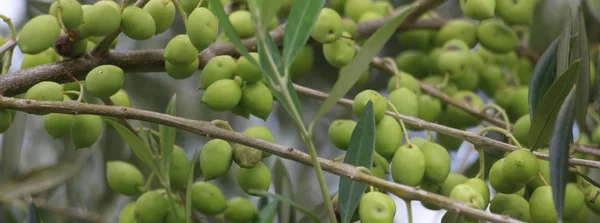 Epamig acompanha colheita e produção de azeite em 2025