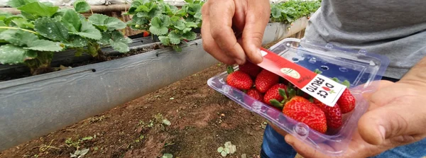 Certifica Minas: produtor sustentável pode ter desconto no Plano Safra