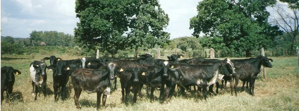 Calor extremo pode impactar o rebanho bovino