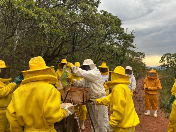 Número de apiários registrados em Minas aumentou 30% em 2024