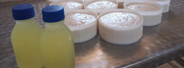 Epamig realiza estudos sobre qualidade e armazenamento do pingo, ingrediente essencial do queijo mineiro