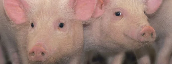 Hub do Agro oferece soluções tecnológicas para produtores rurais