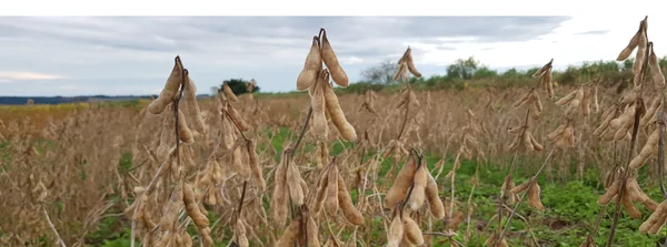 Pesquisas da Epamig para lançamento de nova cultivar de soja chegam à etapa final