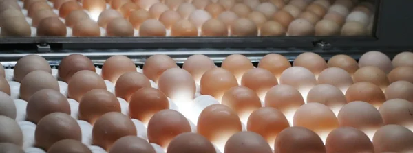 Exportações do agro: março traz novos recordes e aponta oportunidades do cenário externo