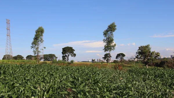 Epamig pesquisa sistemas integrados de produção visando a redução de impactos sobre o meio ambiente