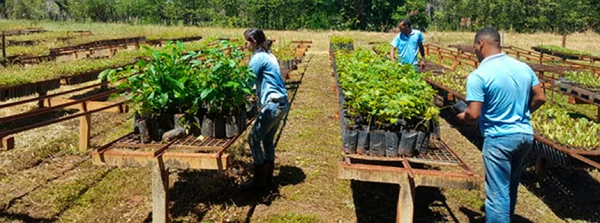 Meio Ambiente apresenta avanços do Programa Aliança pela Restauração