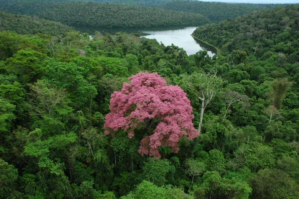 Governo de Minas abre vagas para nova edição do curso gratuito de Educação Ambiental 