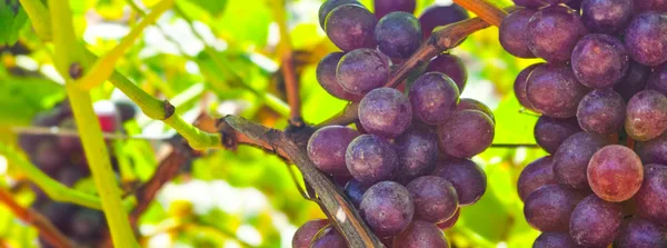 Produção de vinhos no sertão: Grão Mogol conquista produtividade excepcional de uvas e prêmio em concurso nacional