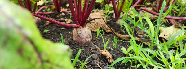 Nova cartilha da Emater mostra como produzir adubo natural, simples e barato