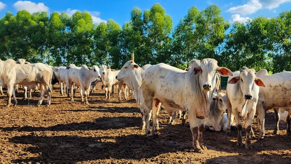 Epamig vai avaliar alternativas para reduzir emissão de metano na pecuária bovina   