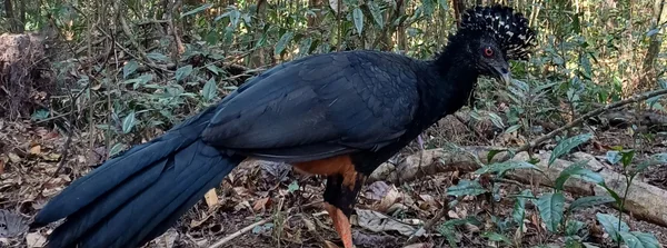 Mutum-do-bico-vermelho volta a habitar a Mata Atlântica após 50 anos de extinção em parque mineiro