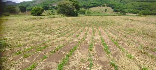 Técnica de alimentação transforma a pecuária leiteira no Vale do Jequitinhonha 