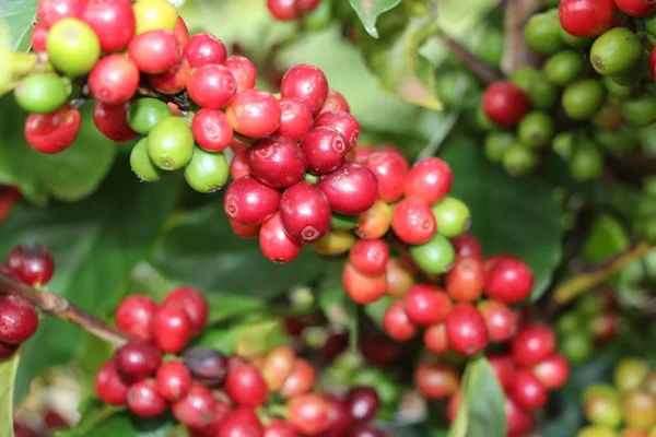 Exportações de produtos agropecuários atingem 46,8% do total do estado