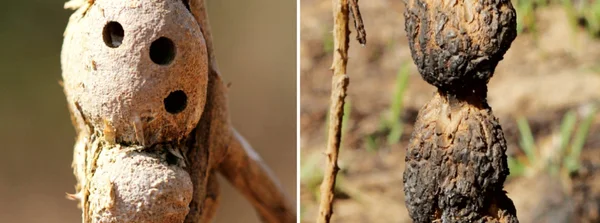 Fotos de pesquisador da Universidade Federal de Sergipe mostram antes e depois da estrutura formada pelo besouro ser atingida por um incêndio em vegetação