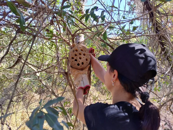 Governo de Minas protege abelhas solitárias e ajuda a conservar a biodiversidade em Belo Horizonte
