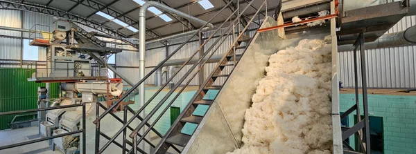 Início das atividades do Ceditac marca retomada da produção de algodão no Norte de Minas