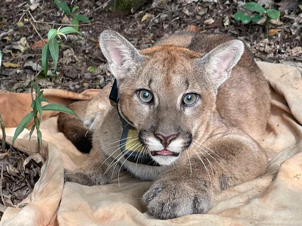 Onça-parda é encontrada no Parque Estadual da Serra do Rola-Moça, na Grande BH