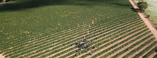 Epamig conduz projeto de validação de cultivares cafeeiras em regiões de Minas Gerais