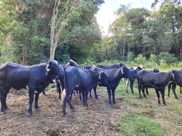 Parceria leva melhoria genética de gados para pecuaristas do Sul de Minas