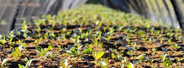 Governo de Minas lança mapeamento inédito em alta resolução e atualiza plataformas Selo Verde-MG e CAR 2.0