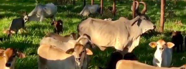 Minas antecipa debates da COP30 e foca em estratégias para o agro sustentável