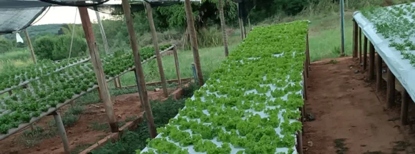 Agricultores de Salinas diversificam produção com uso da hidroponia