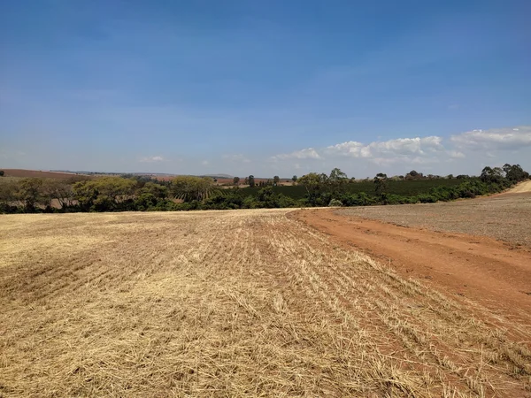 Produtores de soja têm até 31/7 para declarar conformidade com o vazio sanitário em Minas Gerais