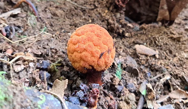 Planta parasita rara encontrada em Maria da Fé é depositada em herbário da Epamig