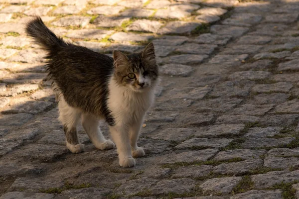 Agosto Caramelo: mais de 15 mil cães e gatos em situação de rua já receberam atendimento em Minas Gerais em 2025